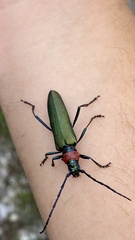 Aromia moschata ambrosiaca