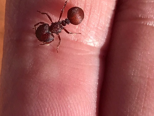 Meranoplus ajaxMeranoplus ajax
