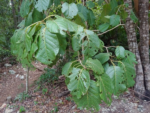 Pisonia horneae