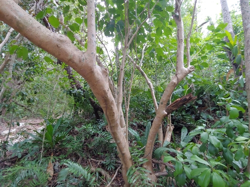 Pisonia horneae, photograph 1
