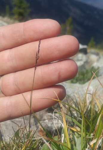 Agrostis mertensii iNat (2)