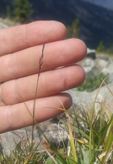 Agrostis mertensii
