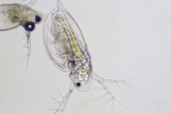 Daphnia parvula