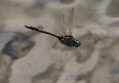 Somatochlora albicincta