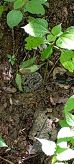 Crotalus stejnegeri