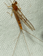 Ephemera glaucops