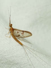 Ephemera glaucops
