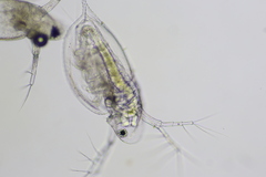 Daphnia parvula