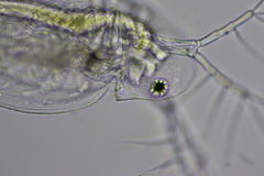 Daphnia parvula