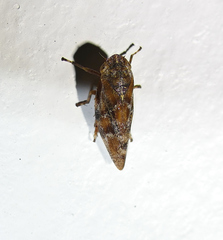 Aphrophora permutata