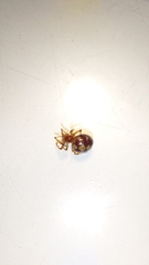 Steatoda triangulosa