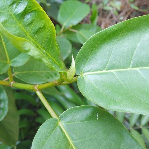 Ficus trigonata, photograph 4