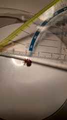 Steatoda triangulosa