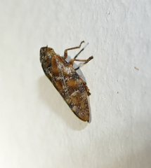 Aphrophora permutata