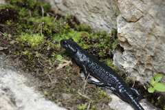 Salamandra atra