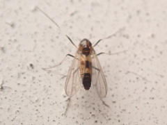 Cricotopus bicinctus