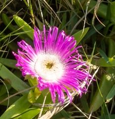 Carpobrotus dimidiatus
