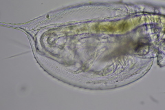 Daphnia parvula