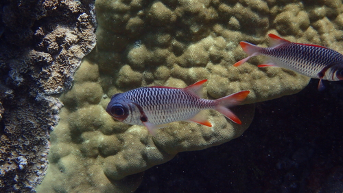 Australian squirrel-fish (Myripristis violacea) — Holocentridae