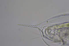 Daphnia parvula