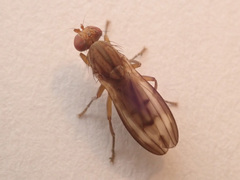 Opomyza germinationis