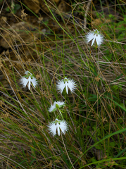 Pecteilis radiata
