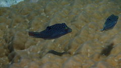 Canthigaster solandri
