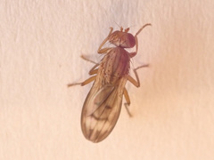 Opomyza germinationis