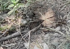 Hipparchia statilinus