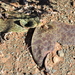 Ledebouria camdebooensis - Photo (c) Ryan Tippett,  זכויות יוצרים חלקיות (CC BY-NC), הועלה על ידי Ryan Tippett