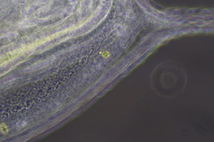Daphnia parvula