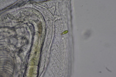 Daphnia parvula