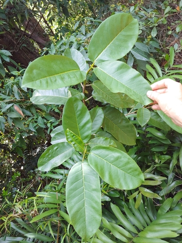 Ficus trigonata, photograph 5