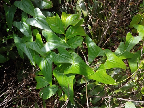 Dioscorea cordata (Dioscorea cordata)