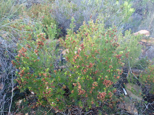 Image of Honey Heath (Erica curvirostris) by (c) Ren Hoekstra, some rights reserved (CC BY)