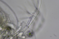Daphnia parvula