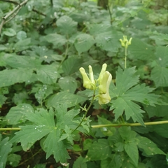Aconitum lupicida (Aconitum lupicida)
