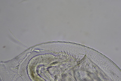 Daphnia parvula