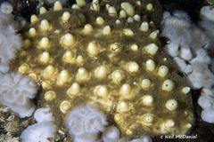 Polymastia pachymastia