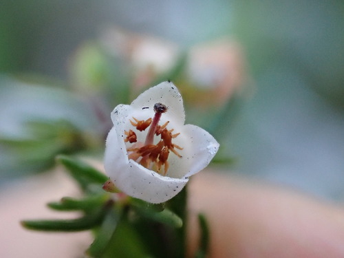 Image of Honey Heath (Erica curvirostris) by (c) Ren Hoekstra, some rights reserved (CC BY)