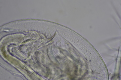 Daphnia parvula