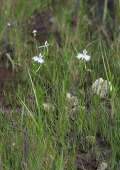 Pecteilis radiata