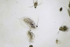 Daphnia parvula