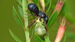 Ceratina floridana