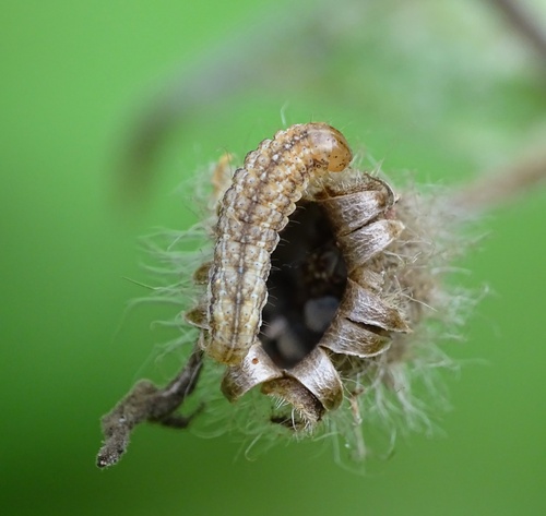 Lychnis