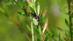 Ceratina floridana