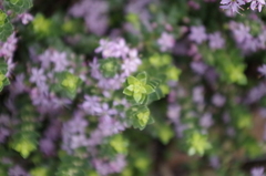 Agathosma thymifolia