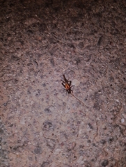 Stenonemobius bicolor