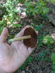 Inocybe dulciolens
