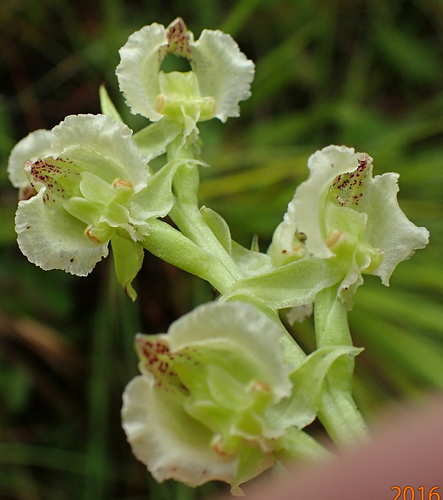 Image of Pterygodium hastatum by no rights reserved